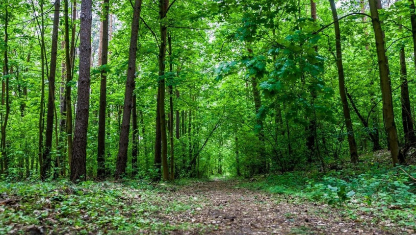 Działka Sprzedaż Rakowiec